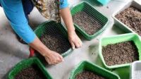 DKP3 Kota Sukabumi Gencarkan Pelatihan Budidaya Maggot