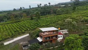 Papyrus Cafe and Camping Site  Sukabumi, Caffe Ternyaman di Tengah Kebun Teh Kaki Gunung Gede Pangrango