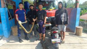 DPKP Kabupaten Sukabumi Posko VII Sukaraja Dua Hari Berturut-turut, Evakuasi Ular Sanca Batik dari Permukiman