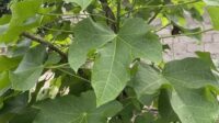 Daun Jarak Jeruk Nipis dan Jahe untuk Membesarkan Alat Vital Pria?
