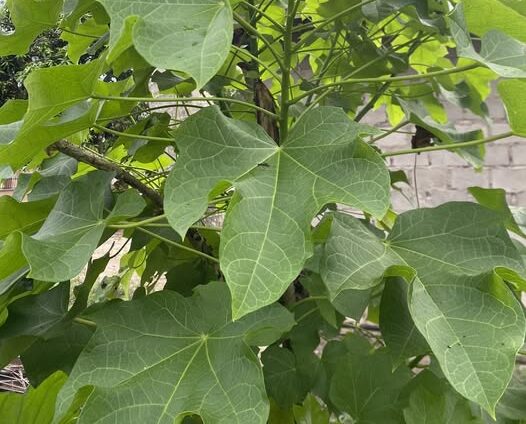 Daun jarak