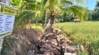 DPU Kabupaten Sukabumi Bangun Irigasi di Cihujung, Dukung Pertanian Warga