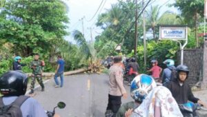 Pohon Tumbang di Jalan Raya Cisolok Sukabumi, Sempat Tersendat Lalu Lintas Kembali Normal