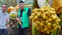 Kurma Tumbuh Subur di Geopark Ciletuh Sukabumi, Dewan Andri: Terobosan Pangan dan Wisata