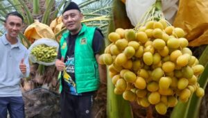 Kurma Tumbuh Subur di Geopark Ciletuh Sukabumi, Dewan Andri: Terobosan Pangan dan Wisata