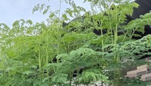 Segudang Manfaat Daun Kelor, Superfood Alami untuk Kesehatan