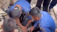 Lutung Nyasar di Depan Hotel Kota Sukabumi Tersetrum Kabel Listrik, Diselamatkan Petugas Damkar