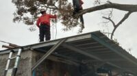 Pohon Durian Tumbang Nyaris Timpa Rumah Warga di Cibadak