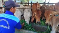 Aktivis Lingkungan Pertanyakan Dokling Usaha Ternak di Lapas Warungkiara