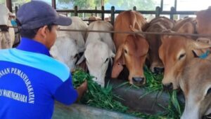 Aktivis Lingkungan Pertanyakan Dokling Usaha Ternak di Lapas Warungkiara