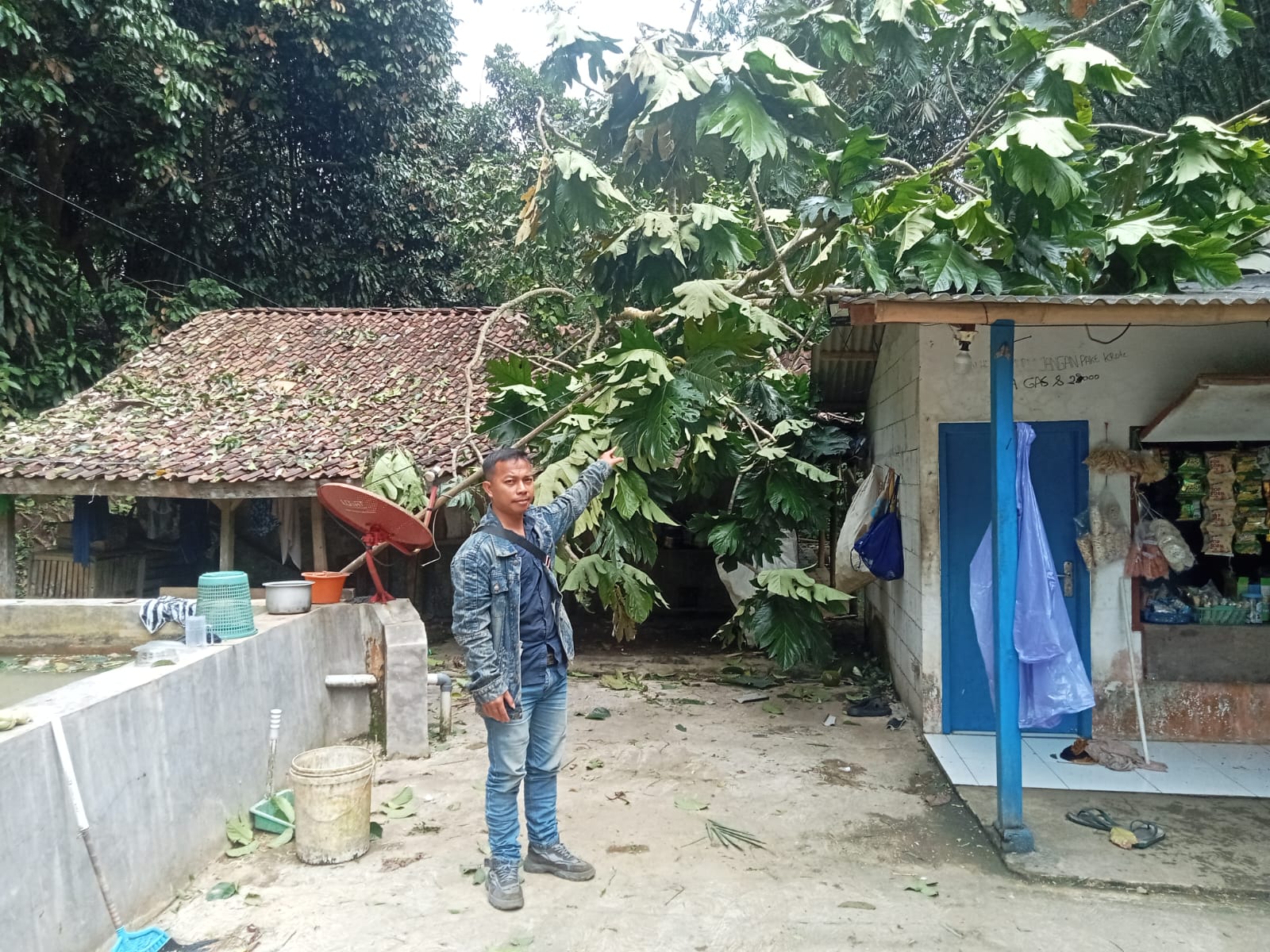 BENCANA ALAM: Warga menunjukkan pohon tumbang yang menimpa rumah akibat hujan disertai angin kencang di Desa Babakanpanjang, Kecamatan Nagrak, Kabupaten Sukabumi, Sabtu (24/1/2026). Foto: IDAM/INILAHSUKABUMI.COM