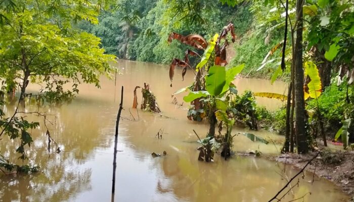 Sawah Warga di Kertamukti Warungkiara Terendam Luapan Bendungan PLTMH