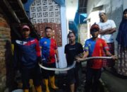 Masuk Pemukiman Warga, Ular Sanca Dievakuasi Damkarmat Sukabumi