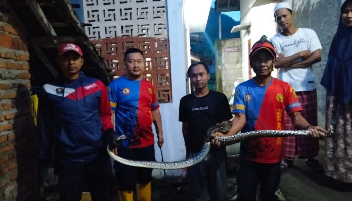 Masuk Pemukiman Warga, Ular Sanca Dievakuasi Damkarmat Sukabumi
