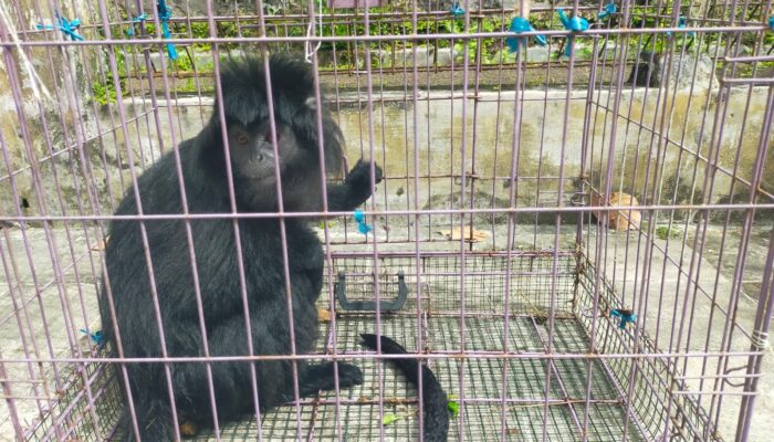 Ini Penampakan Lutung Jawa yang Dievakuasi Warga Cicantayan Sukabumi