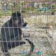 Ini penampakan lutung jawa yang dievakuasi warga Cicantayan, Sukabumi, usai masuk permukiman. Foto: Istimewa
