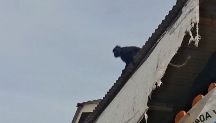 Lutung Jawa di Cisaat Sukabumi Masih Sulit Ditangkap