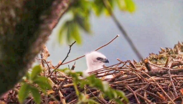 Bayi ‘Garuda’ Lahir di Sukabumi, Wamenhut Rohmat Marzuki Beri Nama Garda Nusantara