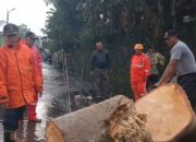 Hujan Badai di Kebonpedes : 3 Pohon Tumbang Tutup Jalan hingga Jalur Kereta Api Cianjur-Sukabumi