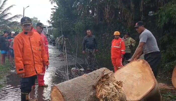 Hujan Badai di Kebonpedes : 3 Pohon Tumbang Tutup Jalan hingga Jalur Kereta Api Cianjur-Sukabumi