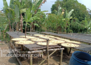 Desa Girijaya Warungkiara Sukabumi Kembangkan Potensi UMKM dan Pertanian untuk Dongkrak Ekonomi Warga
