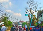 ​Pohon Mahoni Raksasa ‘Zaman Belanda’ di Jalur Nasional Cibadak Akhirnya Ditebang