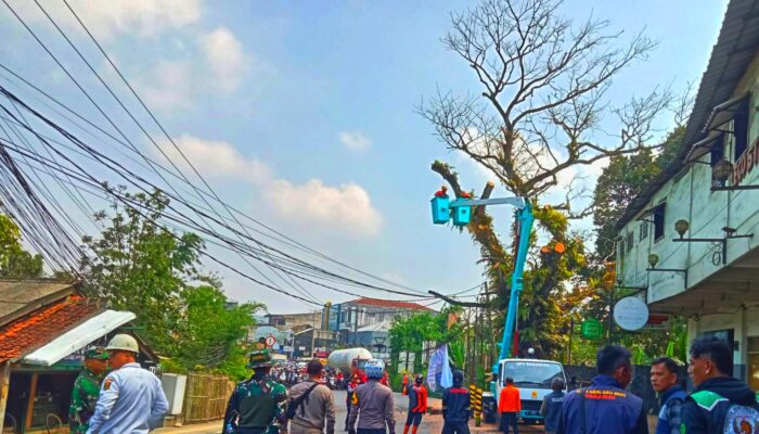 ​Pohon Mahoni Raksasa ‘Zaman Belanda’ di Jalur Nasional Cibadak Akhirnya Ditebang