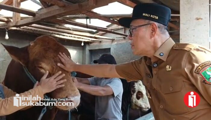 ​Sapi Kurban Jumbo 1,17 Ton dari Presiden Prabowo akan Disembelih di Sukabumi
