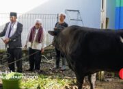 Salat Idul Adha di Jampangtengah, Bupati Sukabumi Serahkan Sapi Kurban Presiden Prabowo