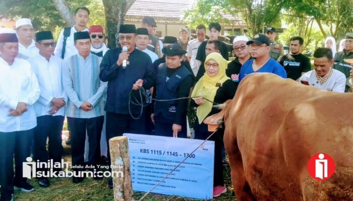 Bakrie Amanah Salurkan 14 Sapi Kurban di Kota dan Kabupaten Sukabumi, Bobotnya Ada yang Satu Ton