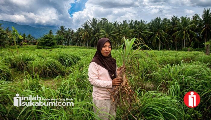Ubah Lahan Pasca-Bencana Jadi Cuan, Warga Sigi Sukses Sulap Sereh Wangi Jadi Minyak Bernilai Tinggi
