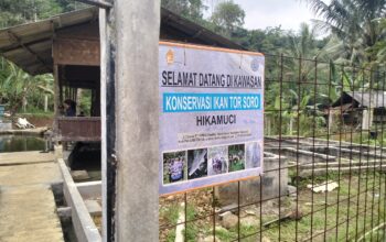 Kawasan Konservasi Ikan Tor Soro Hikamuci di Kampung Cipanas, Desa Kabandungan, Kecamatan Kabandungan, Kabupaten Sukabumi. Foto: istimewa